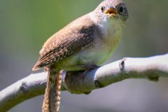 Northern House Wren
