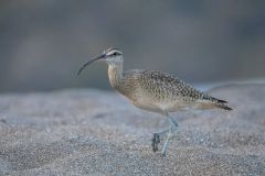 Whimbrel on Guanacaste Beach