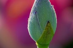 Buds Morning Dew
