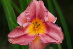 Delicate Day Lilly