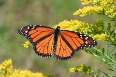 Fullshow Monarch Butterfy