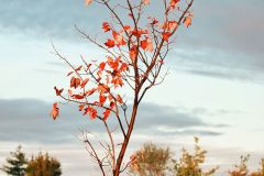 Last Maple Leaves Clinging On