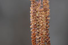Gray Alder