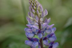 Lupine