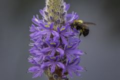 Bumblebee on Pickerel Weed