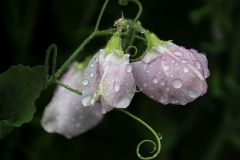 Sweet Pea Blossom After Rain Shower