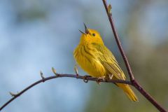 Yellow Warbler Singing