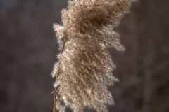 Wind Blown