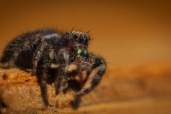 Many Eyes of a Spider