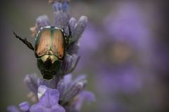 Japanese Beetle
