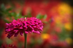 Stand Alone Flower