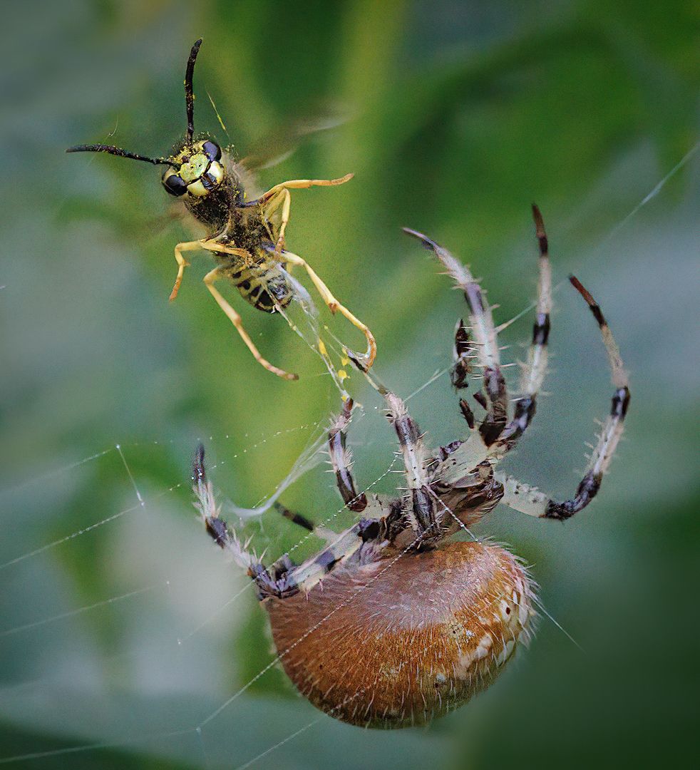 No Escape From the Orb Weaver Spider's Web
