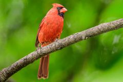Northern Cardinal