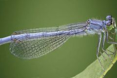 Female Eastern Forktail Damselfly with Prey