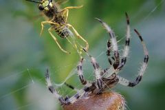 No Escape From the Orb Weaver Spider's Web