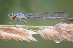 Water Mites on Bluet Damselfly Host