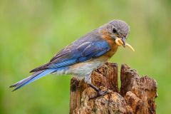 Bluebird with Catch