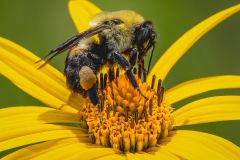 Brown-Belted Bumble Bee Gathering Pollen