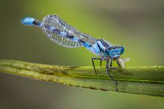Common Blue Damselfly with Catch