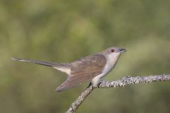 Black Billed Cuckoo