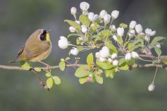Common Yellowthroat