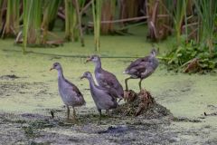4 Mud Hens