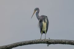 Heron