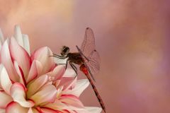 Autumn Meadowhawk Dragonfly