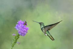 Magnificent Female Hummingbird