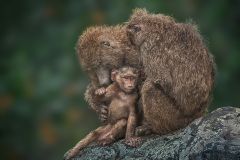 A Mother's Love