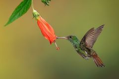 Rufous Tailed Hummingbird