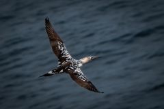 Juvenal Gannet