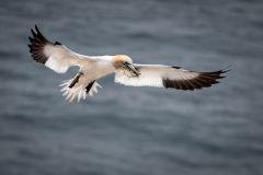 Northern Gannet
