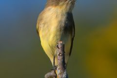 Eastern Phoebe
