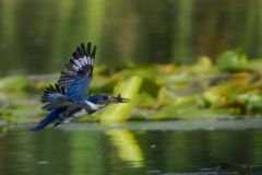Kingfisher