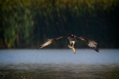 Osprey Catch