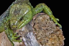 Green Lizard