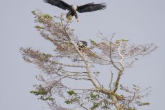 Bald Eagle Landing