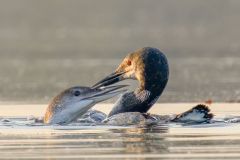 Loon Greeting Parent
