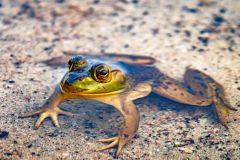 Bullfrog in Water