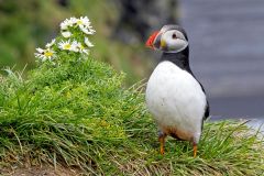 Atlantic Puffin