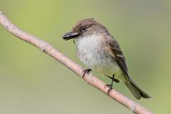 Eastern Phoebe with Lunch
