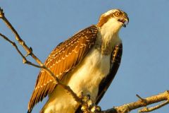Osprey Calling Out