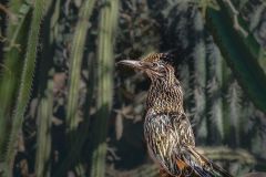 Arizona Roadrunner