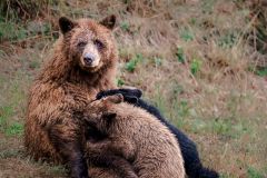 The Bear Necessities