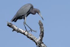 Little Blue Heron
