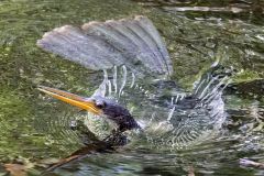 Swirling Anhinga
