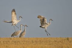 Let's Dance-Sandhill Cranes