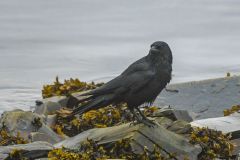 Raven on the Hunt