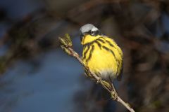 Magnolia Warbler